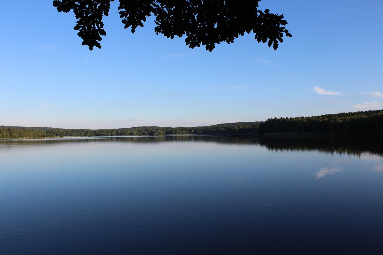 pond nature surface free photo