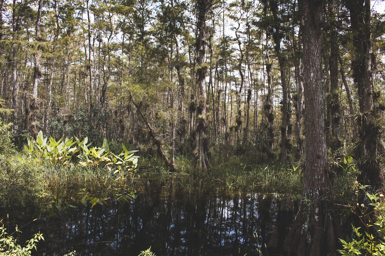 pond water nature free photo