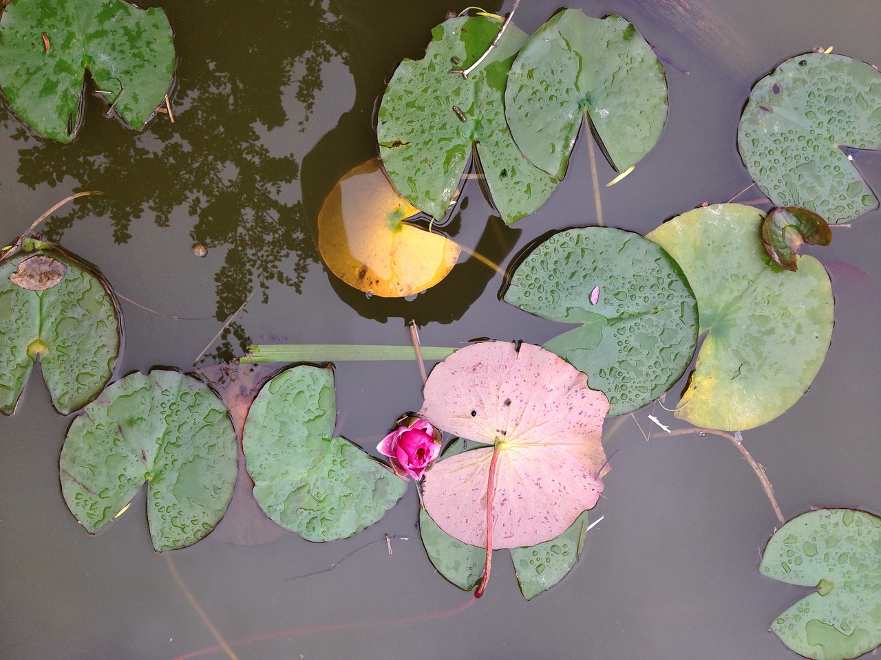 pond aquatic natural free photo