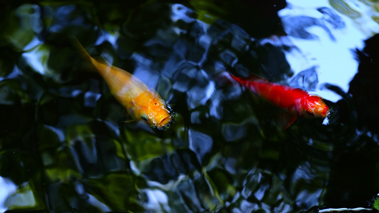 pond carp fish free photo