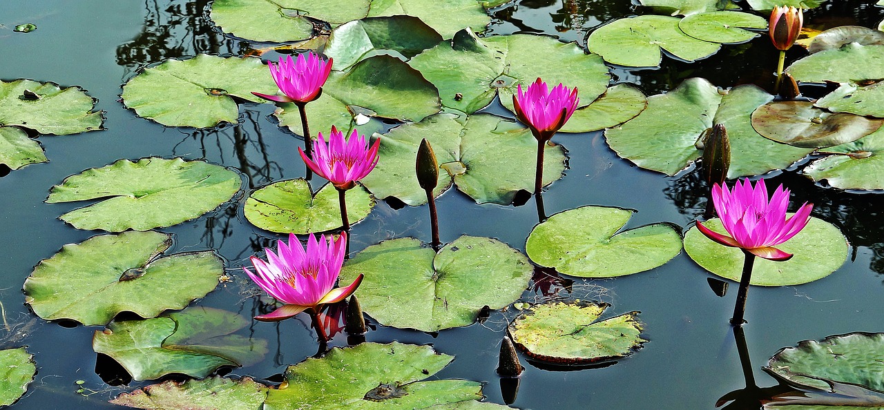 pond waterlily lotus free photo