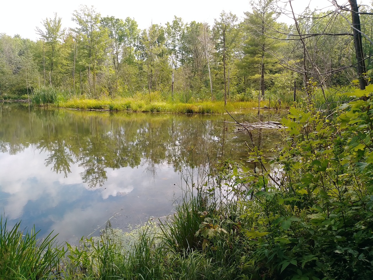 pond nature reflection free photo