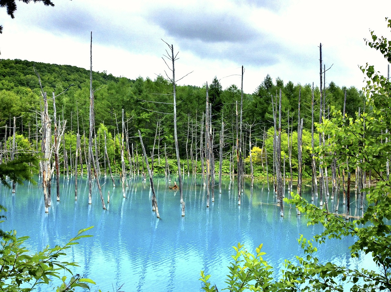 pond blue trees free photo