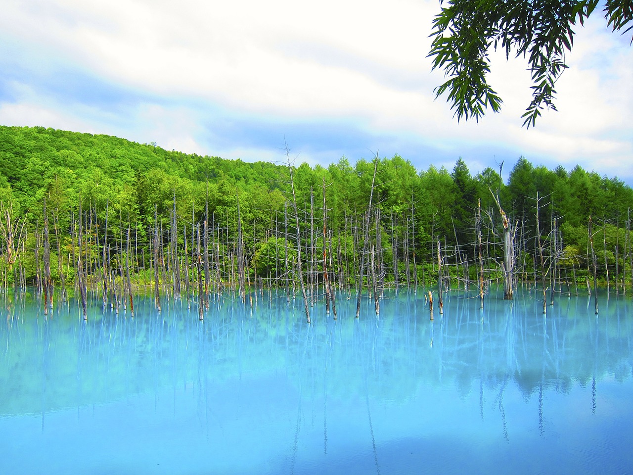 pond blue trees free photo