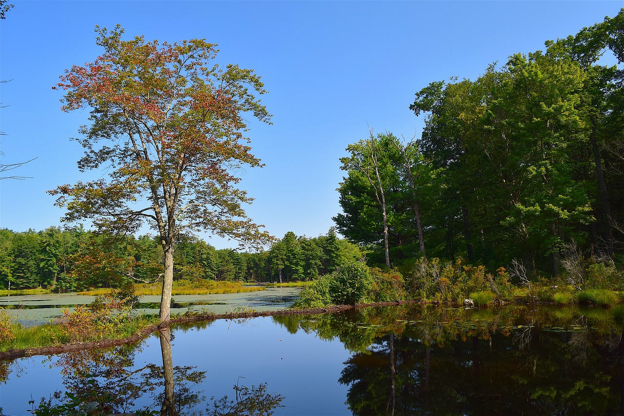 pond tree reflection free photo
