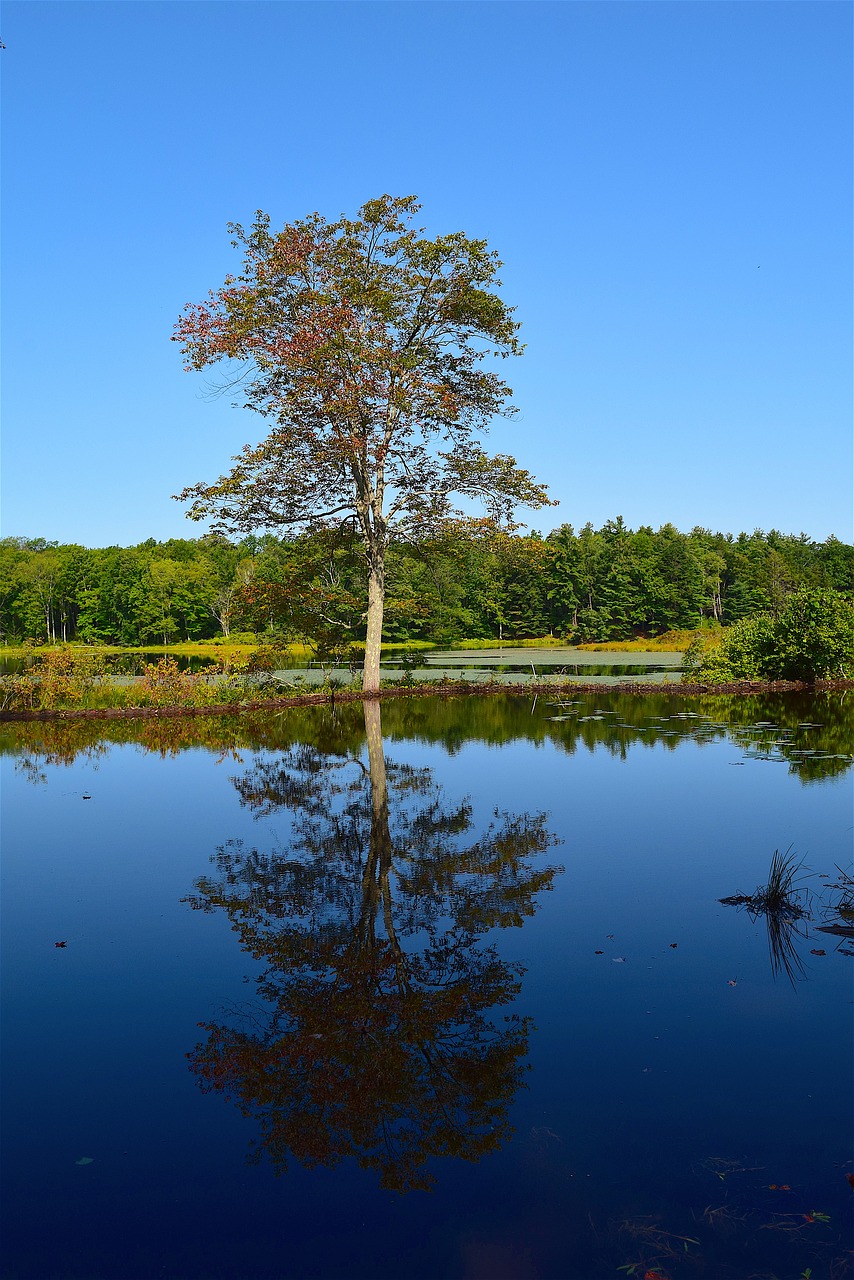 pond tree reflection free photo