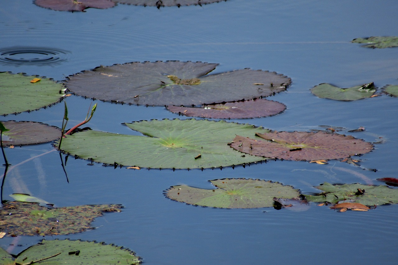 pond aquatic plants water free photo