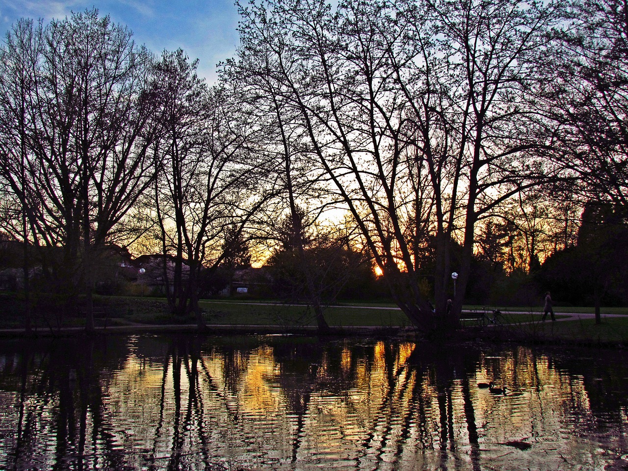 pond water tree free photo