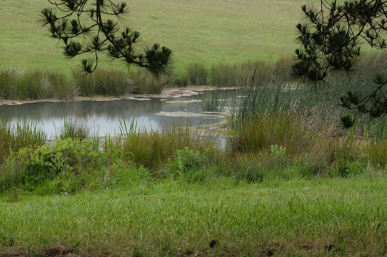 pond nature green free photo