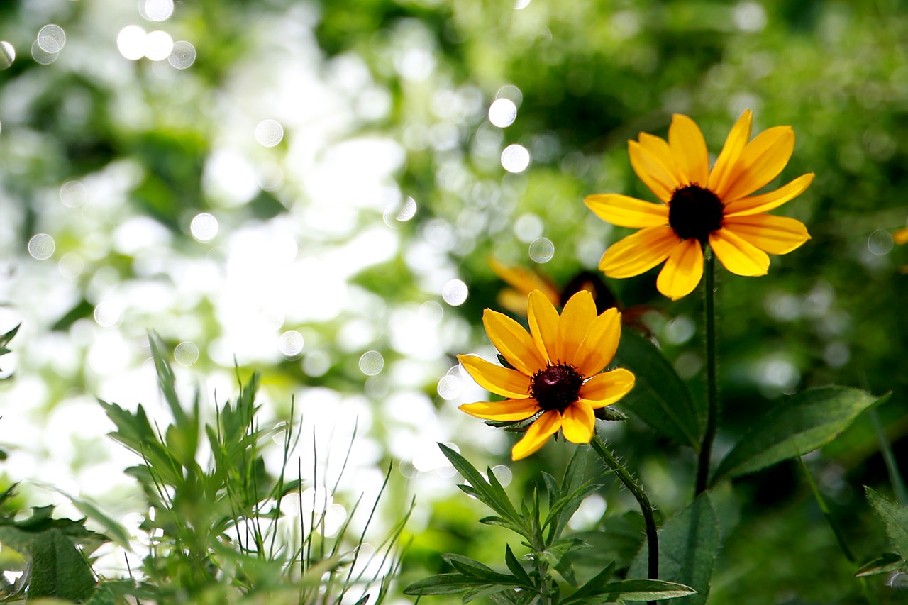 pond flowers yellow flower free photo