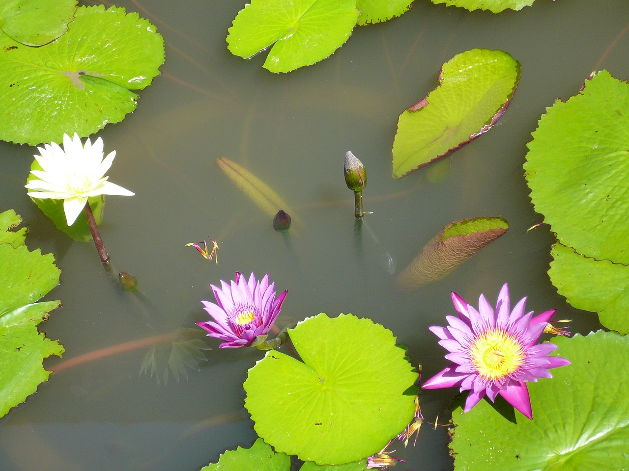 pond aquatic plant pink water lily free photo