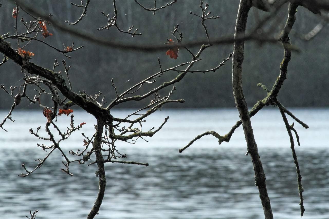 pond forest landscape free photo