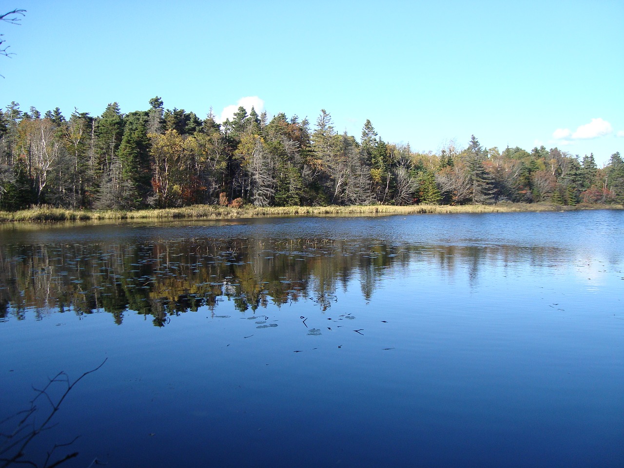 pond trees reflection free photo