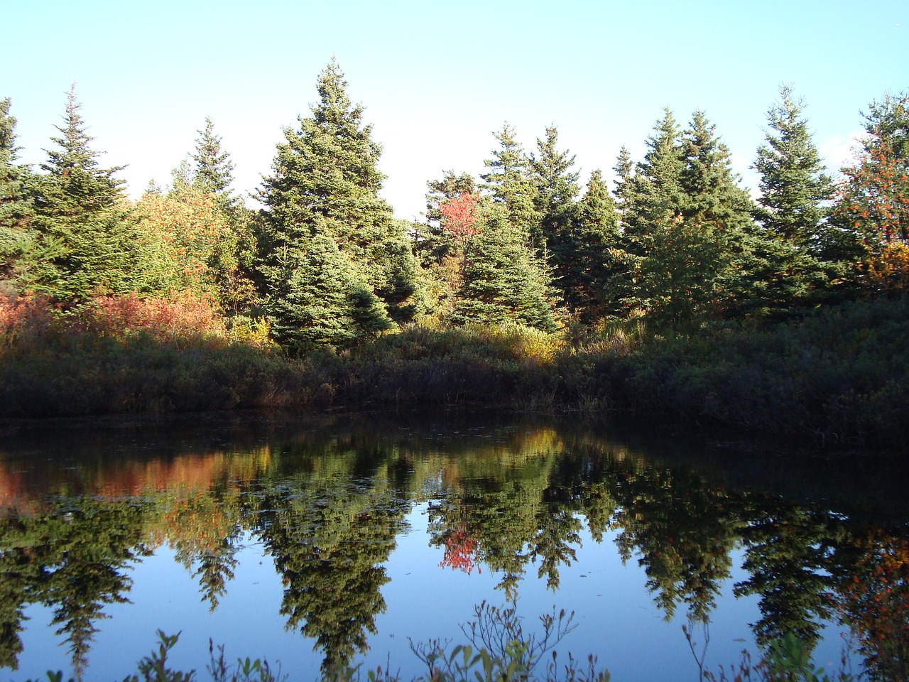 pond trees reflection free photo