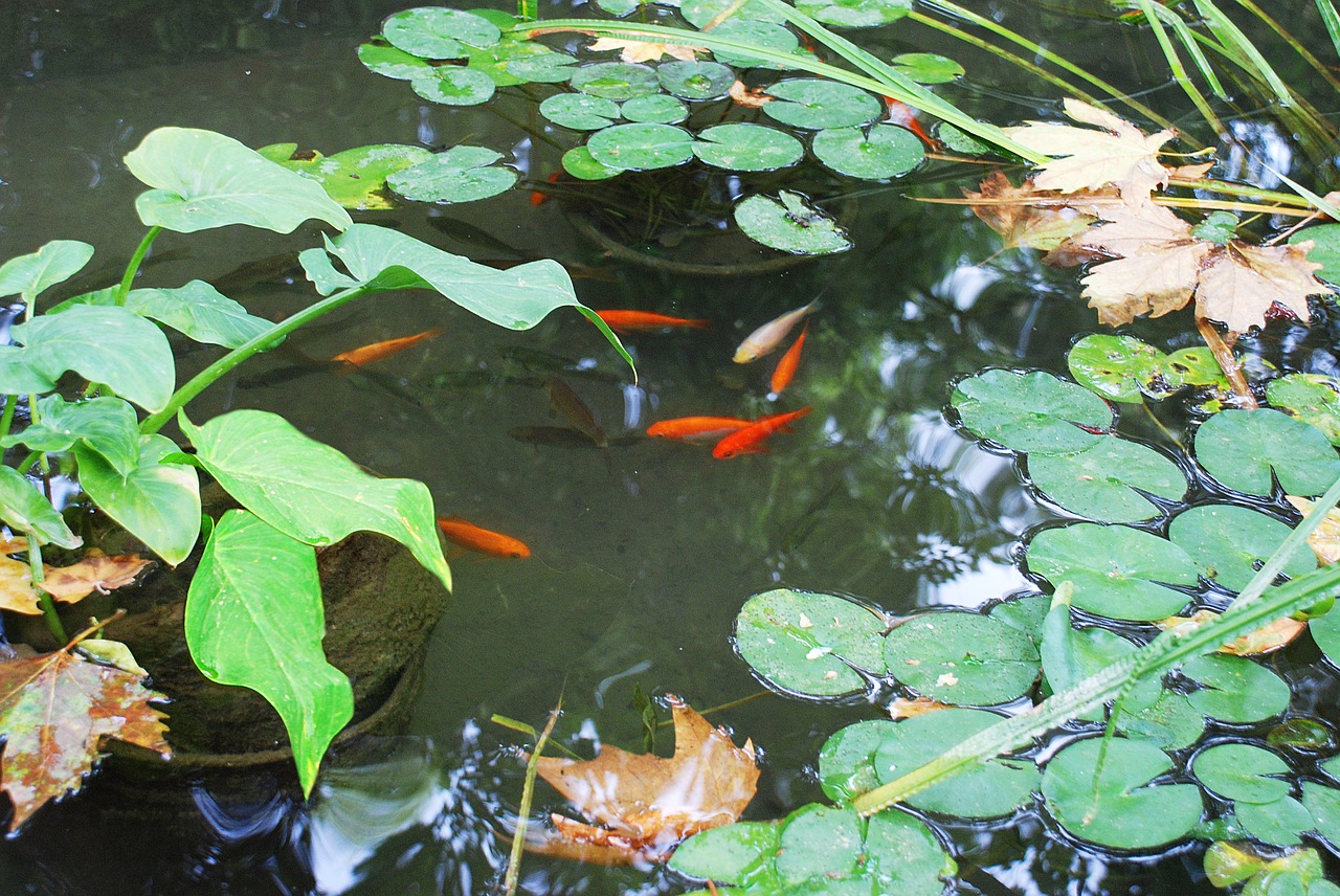 pond red fish botanical garden free photo