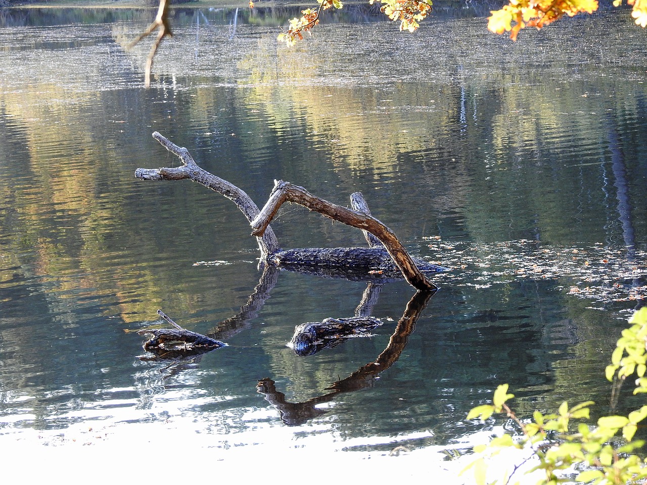 pond forest nature free photo