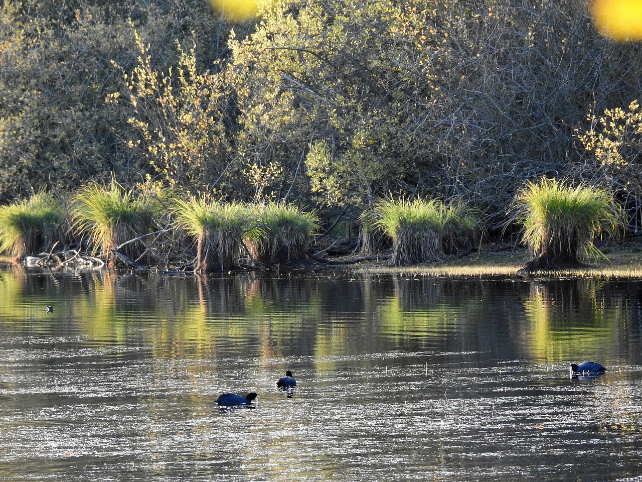 pond forest nature free photo