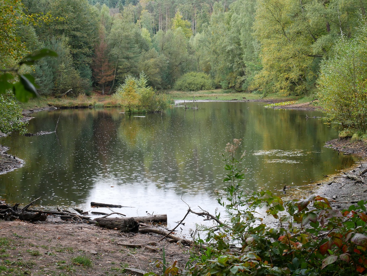 pond rain nature free photo