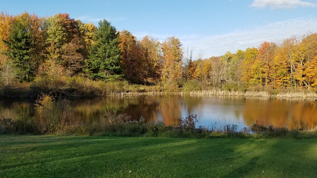 pond fall leaves free photo