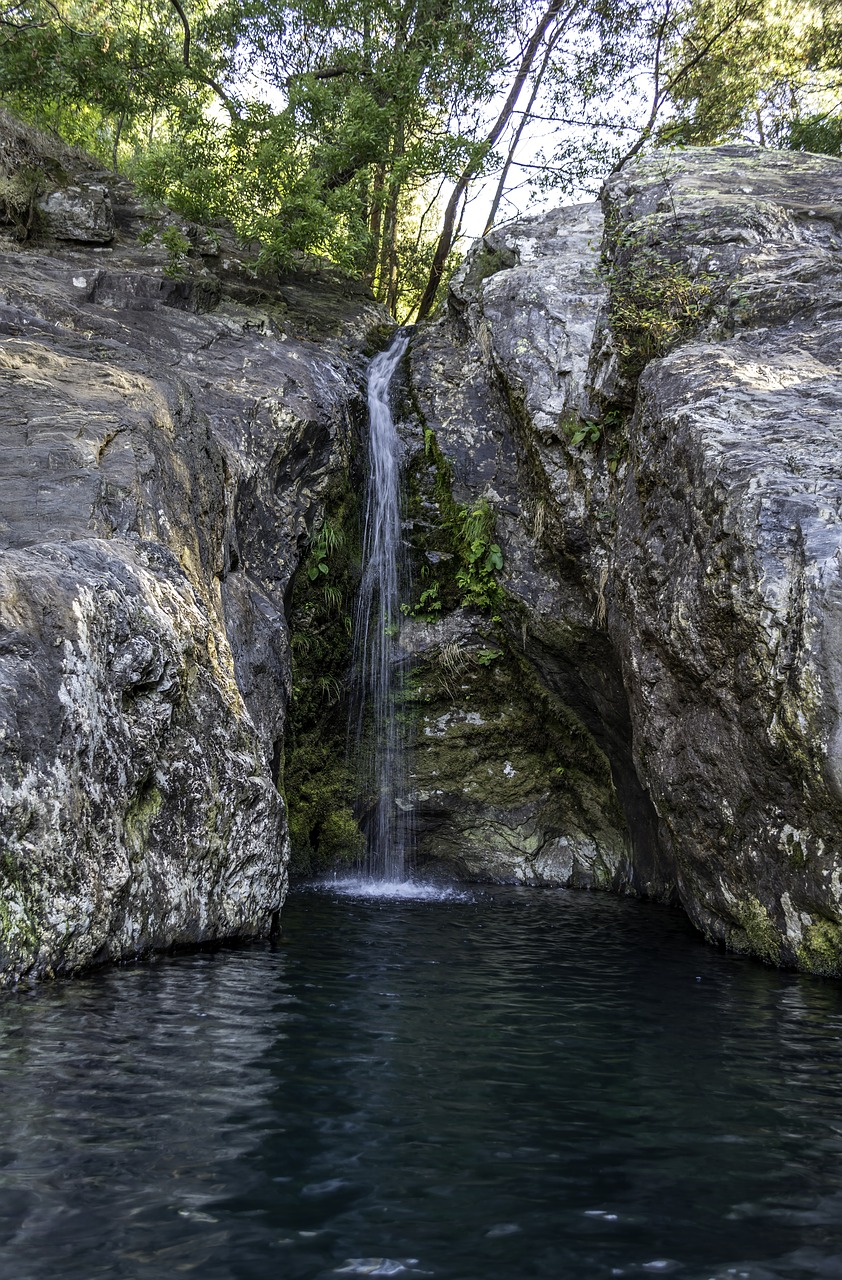 pond forest water free photo