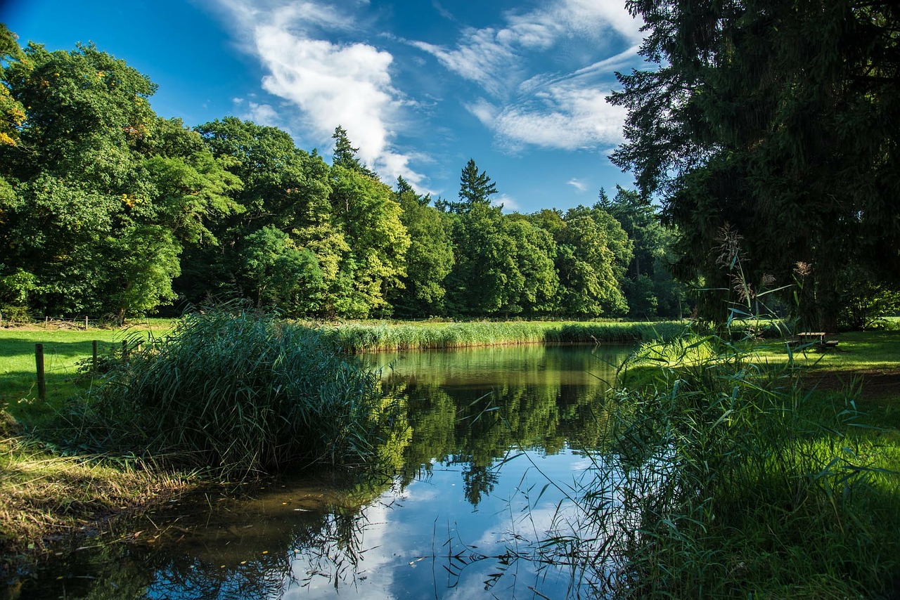 pond forest reflection free photo