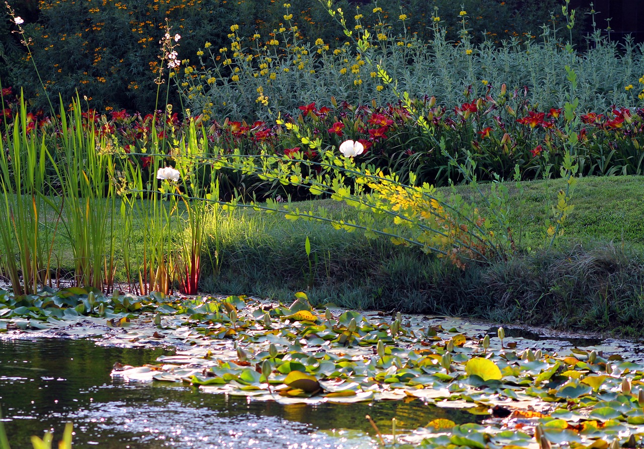 pond lily pad garden free photo