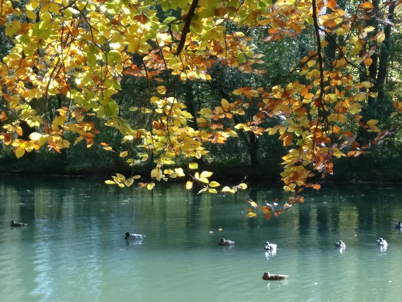 pond ducks tree free photo