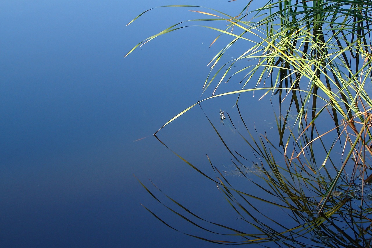 pond water cane free photo