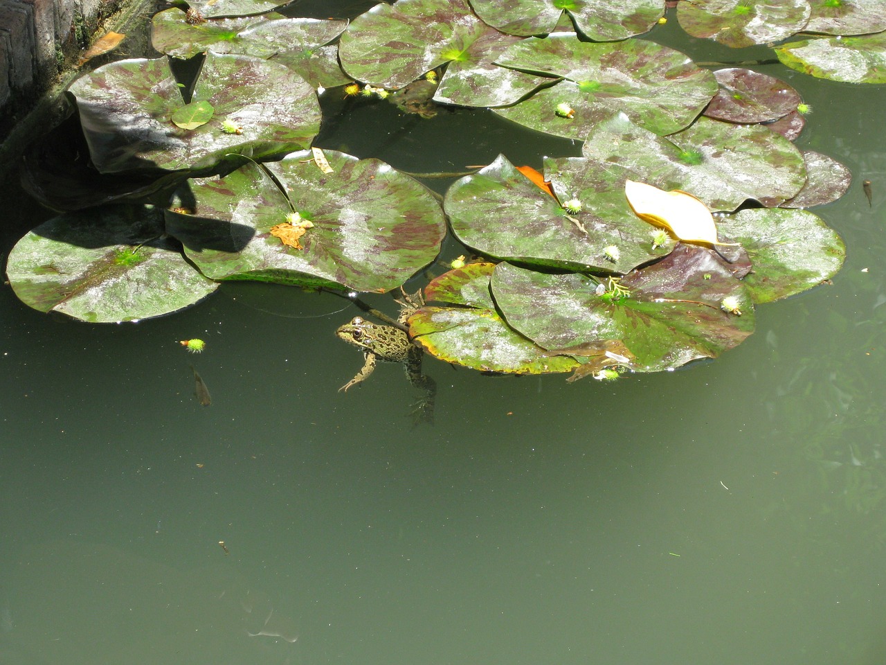 pond frogs water lilies free photo