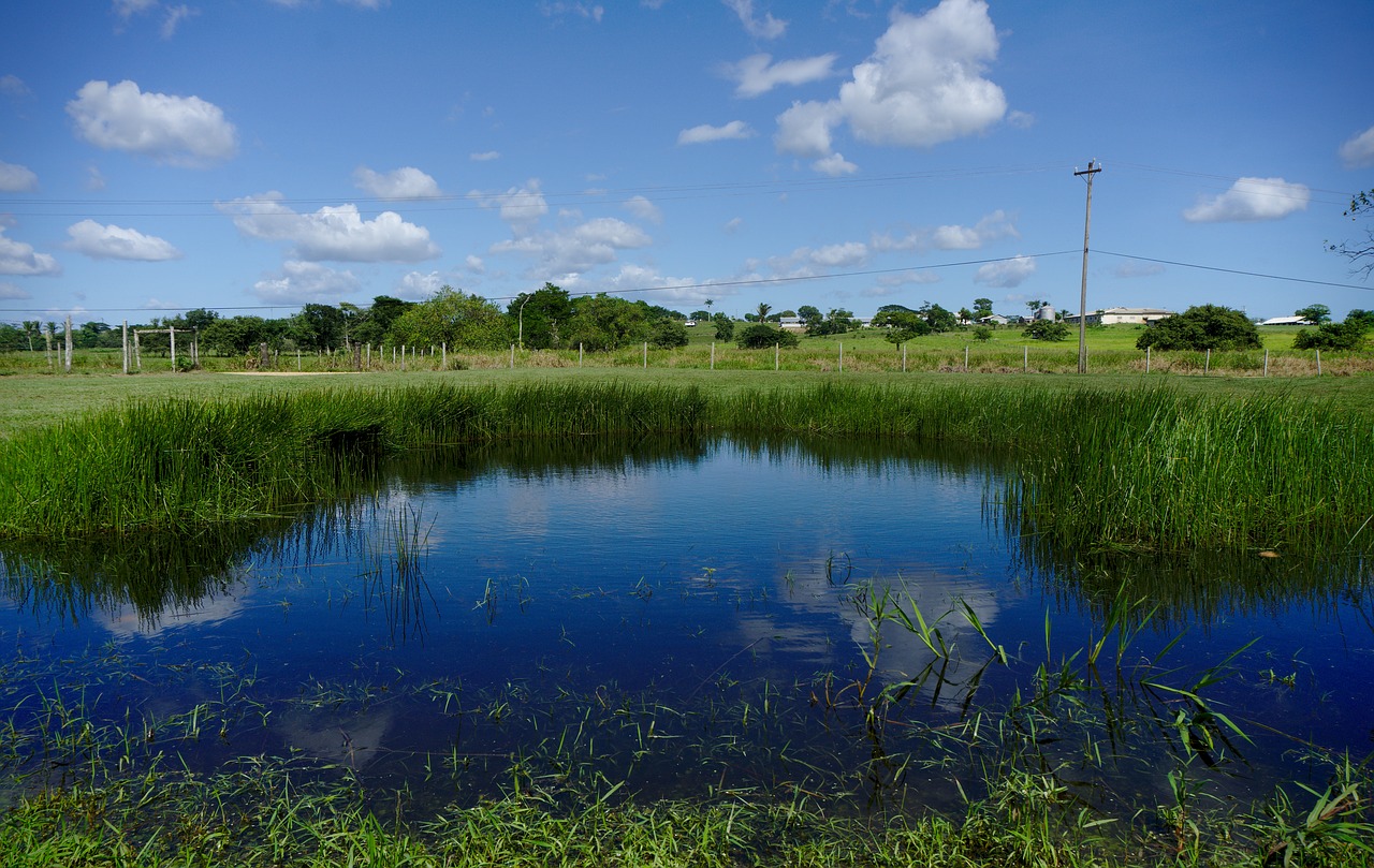 pond water reflection free photo