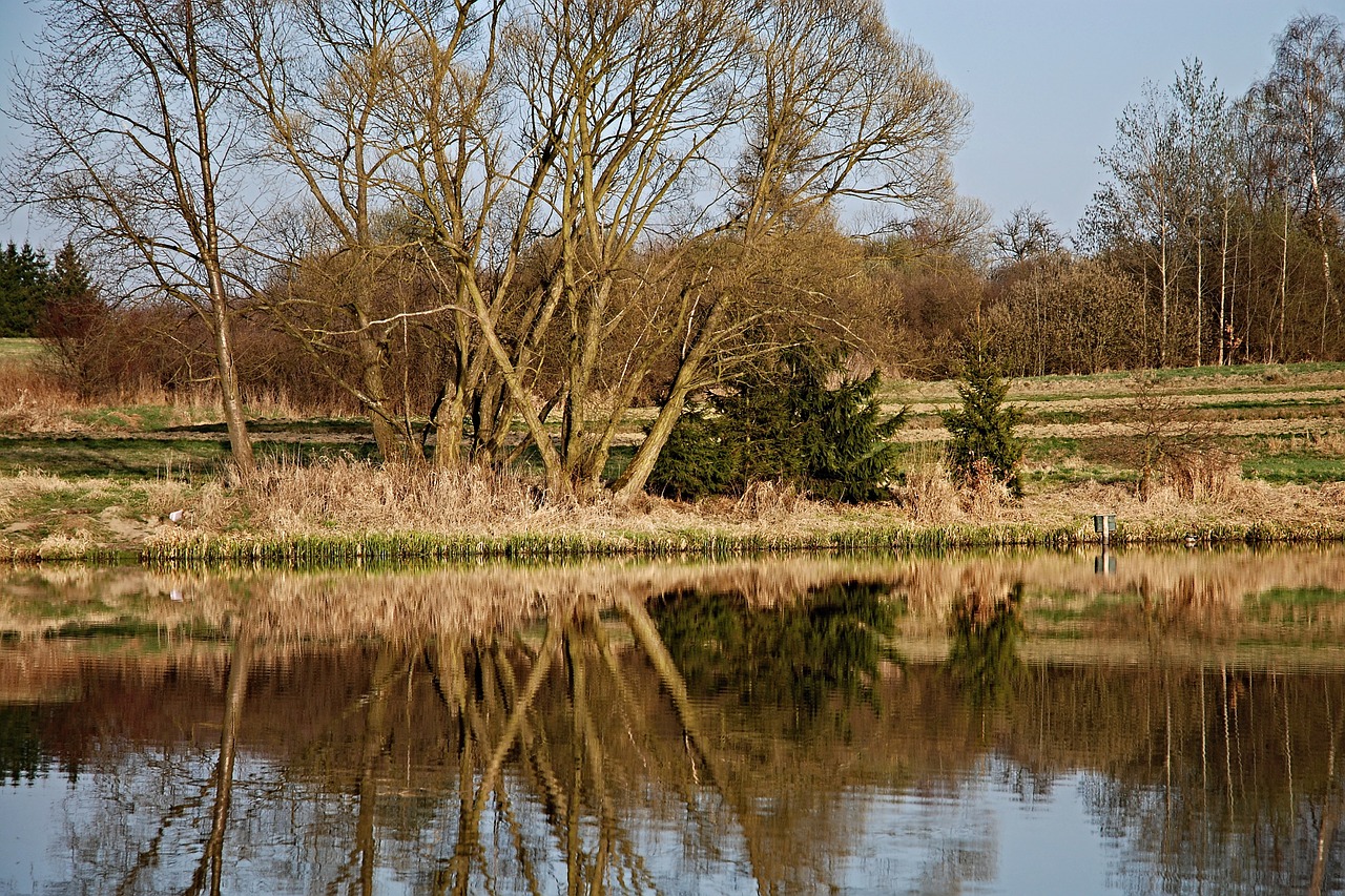 pond surface reflection free photo