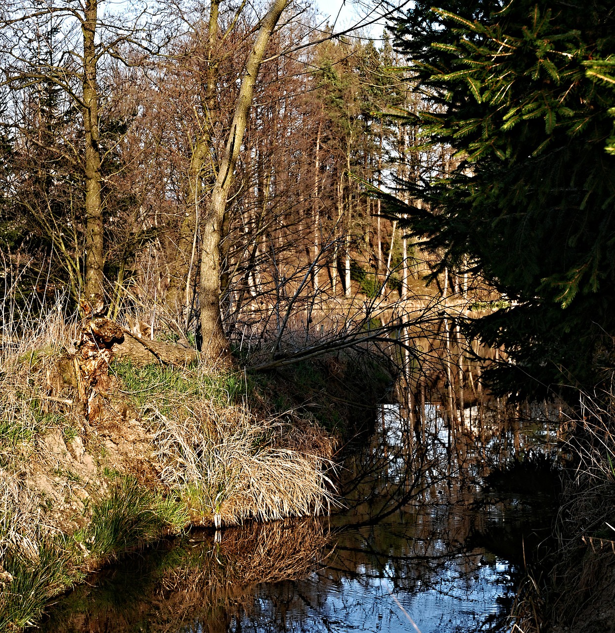 pond reflection trees free photo
