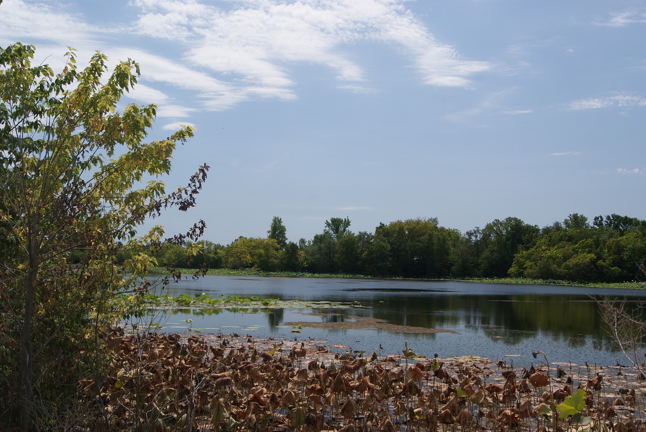 pond water reflection free photo