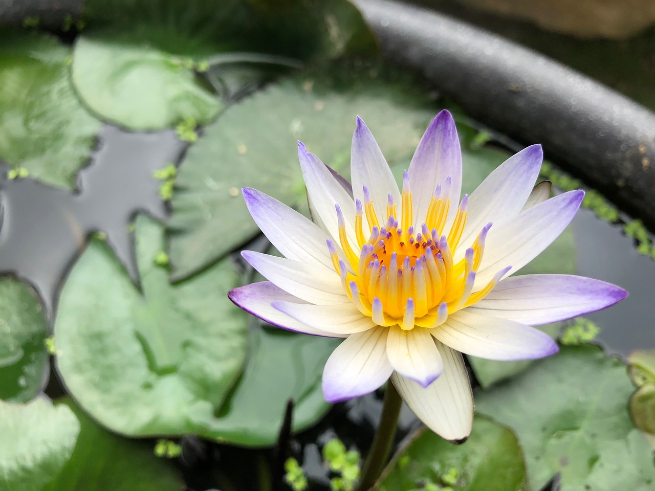 pond purple lotus plant free photo