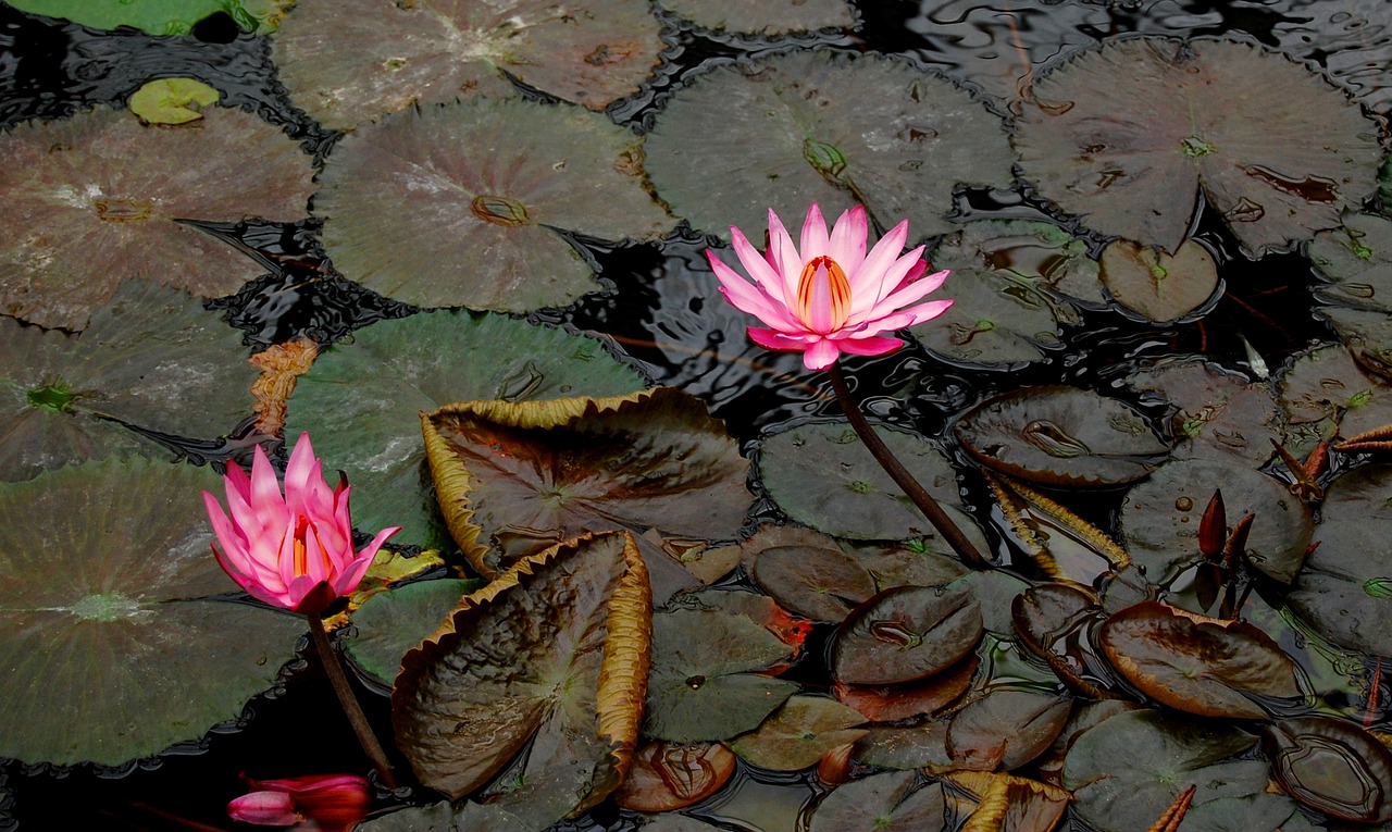 pond lotus flowers free photo