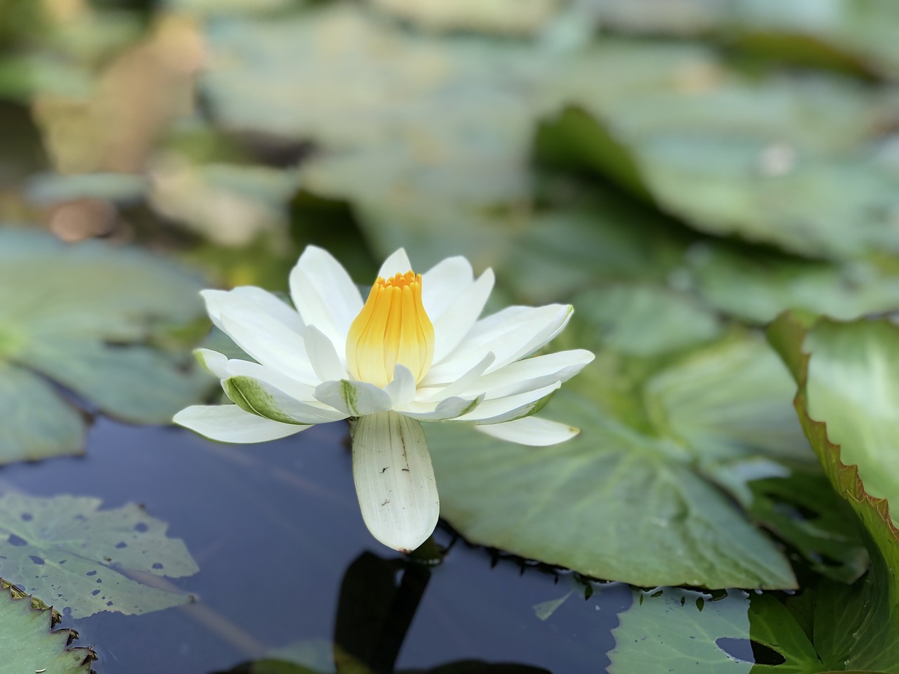 pond lotus white free photo