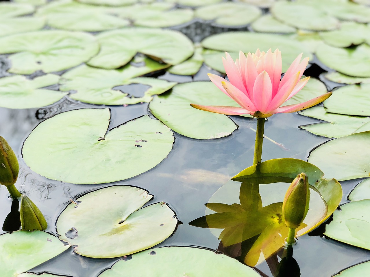 pond lotus lily free photo