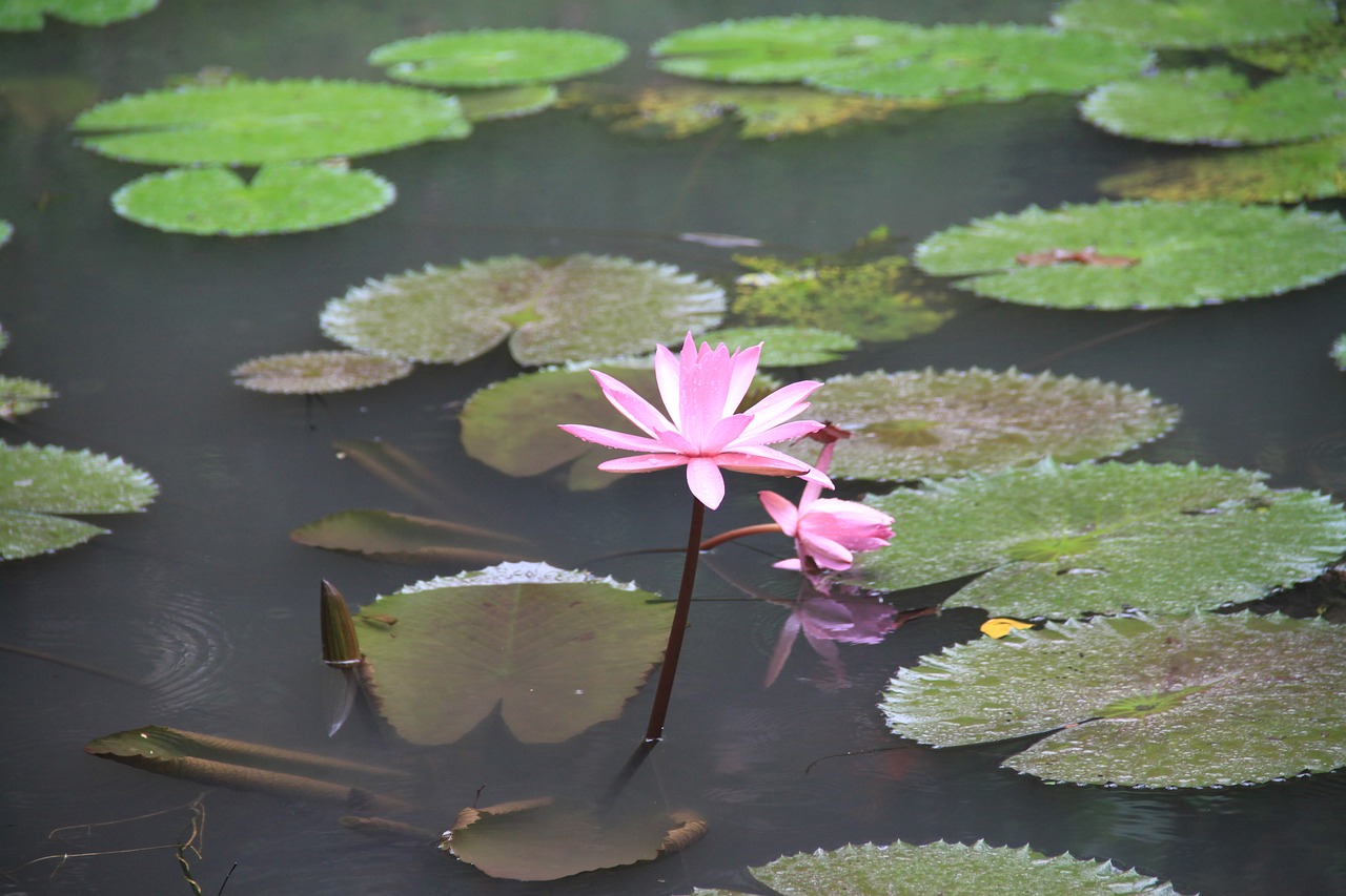 pond lotus water free photo