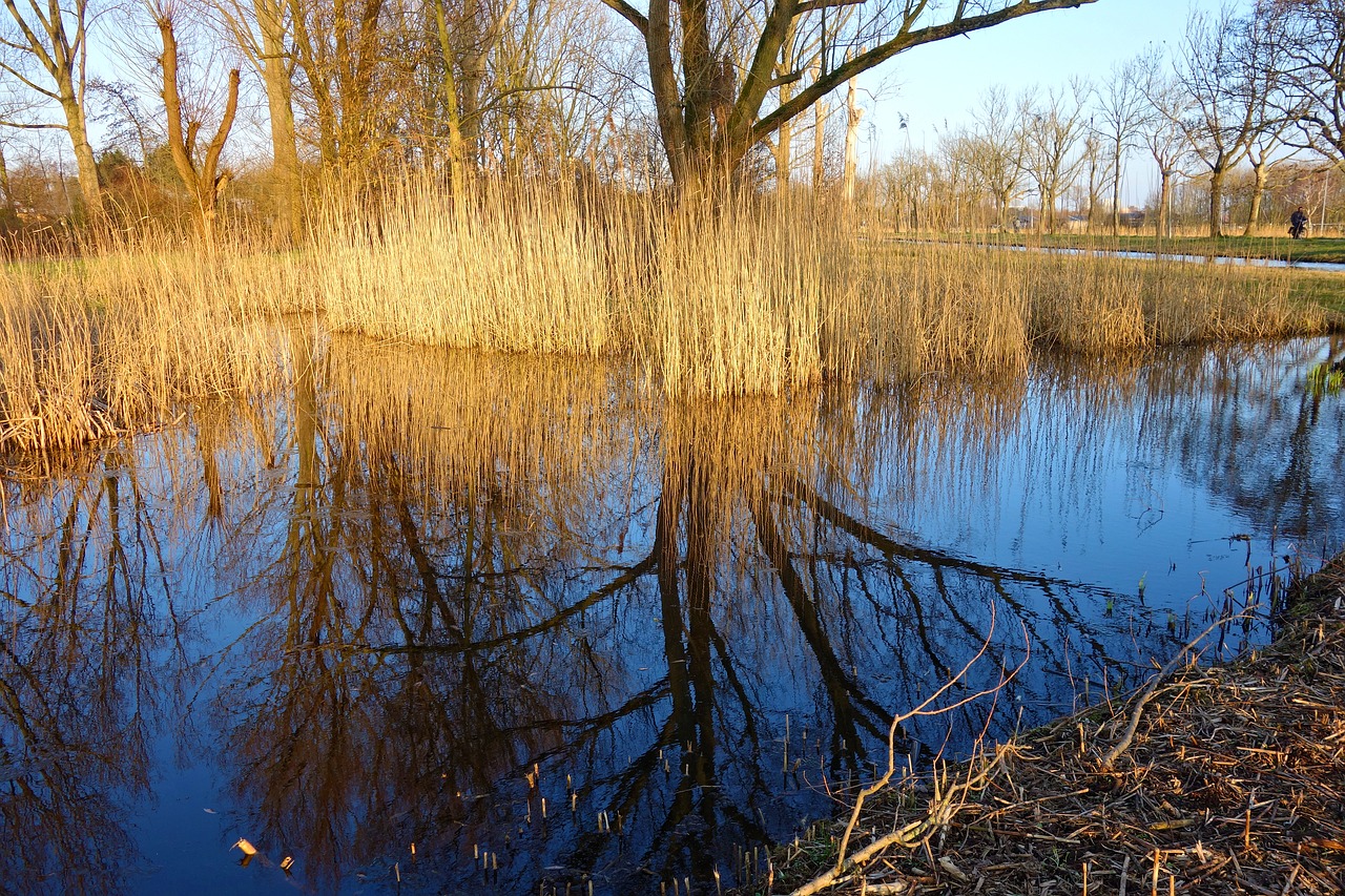 pond water reeds free photo