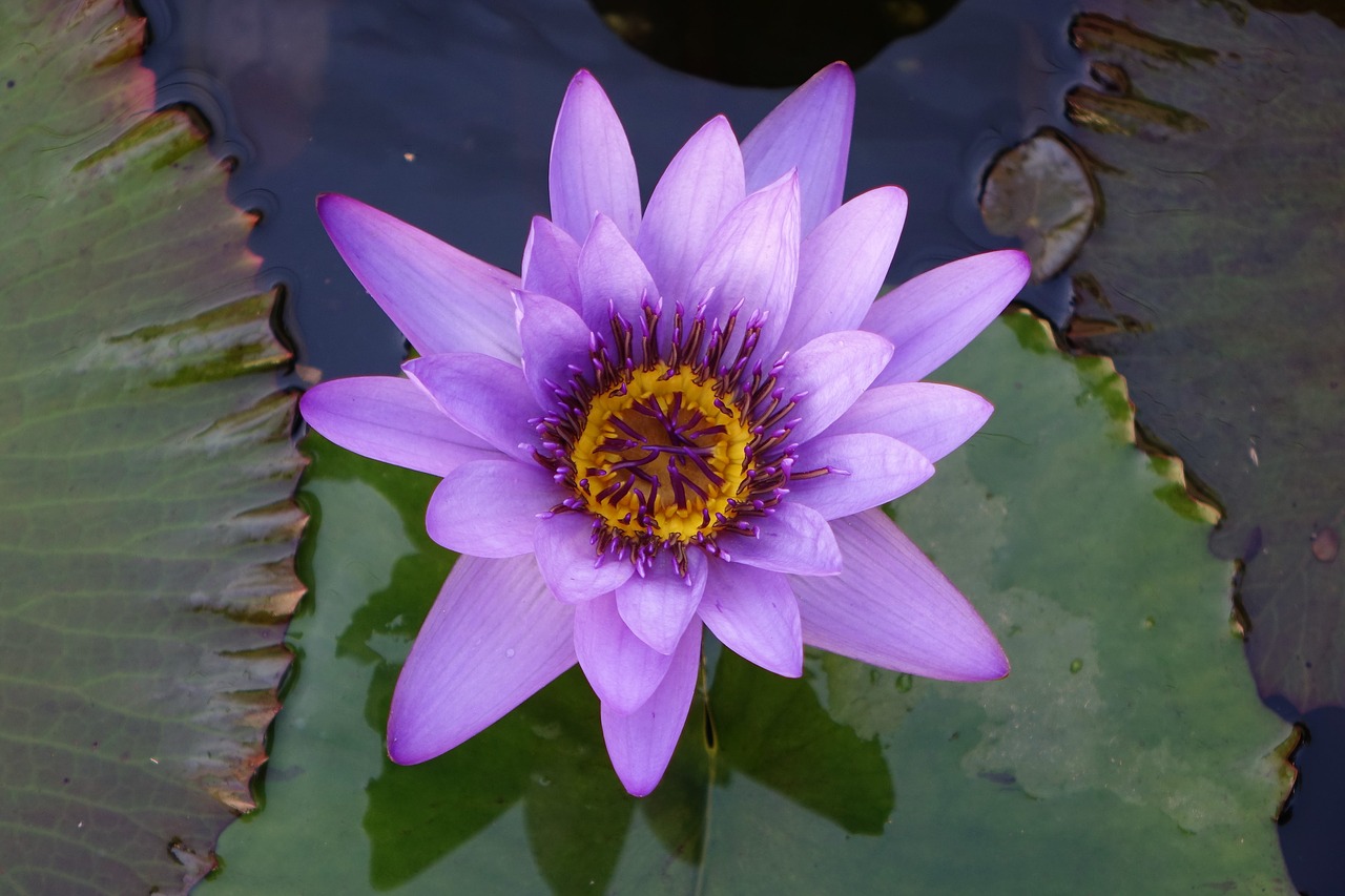 pond lotus flower free photo