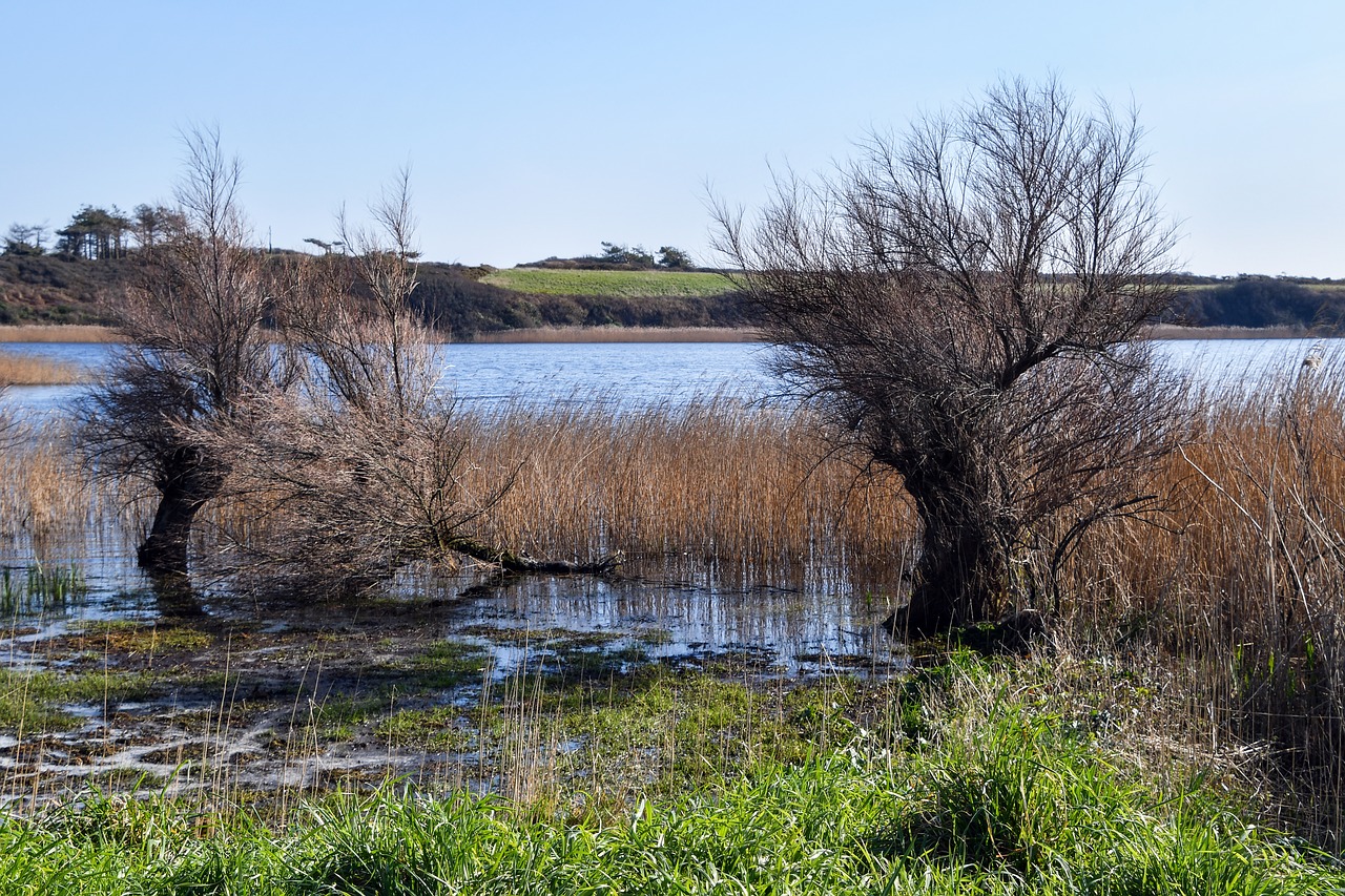 Download free photo of Pond,body of water,nature,landscape,lake - from ...