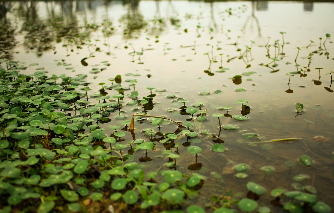 pond waters reflection free photo