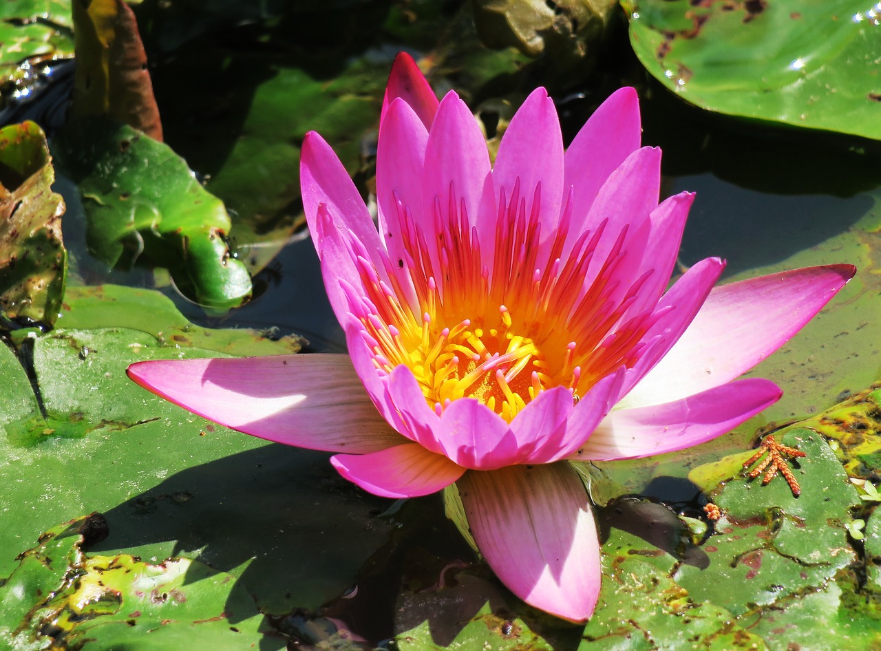 pond lotus aquatic plants free photo