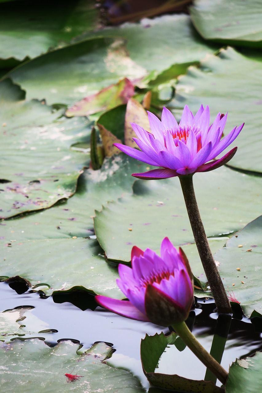 pond lotus aquatic plants free photo