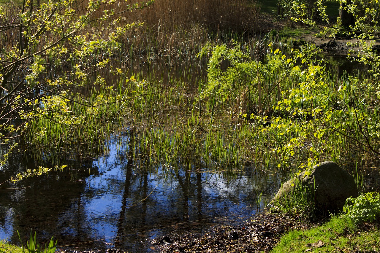 pond biotope silent waters free photo