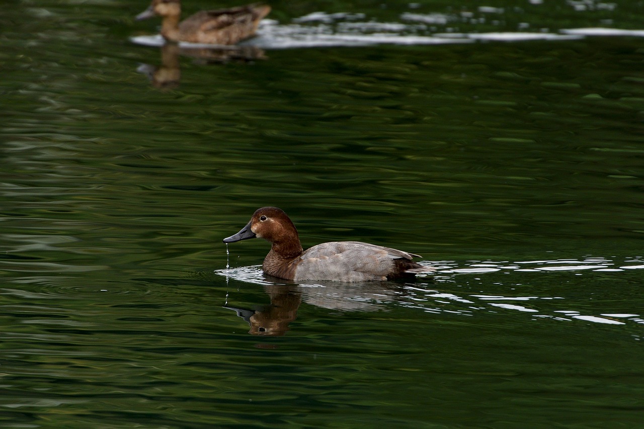 pond waters lake free photo