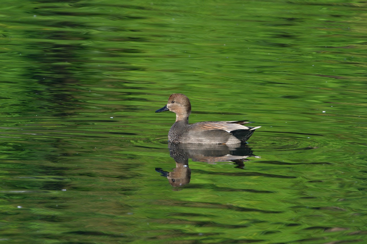 pond duck bird free photo