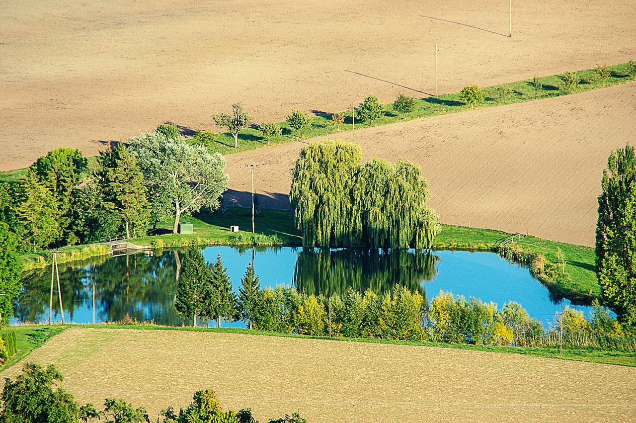 pond trees mirroring free photo