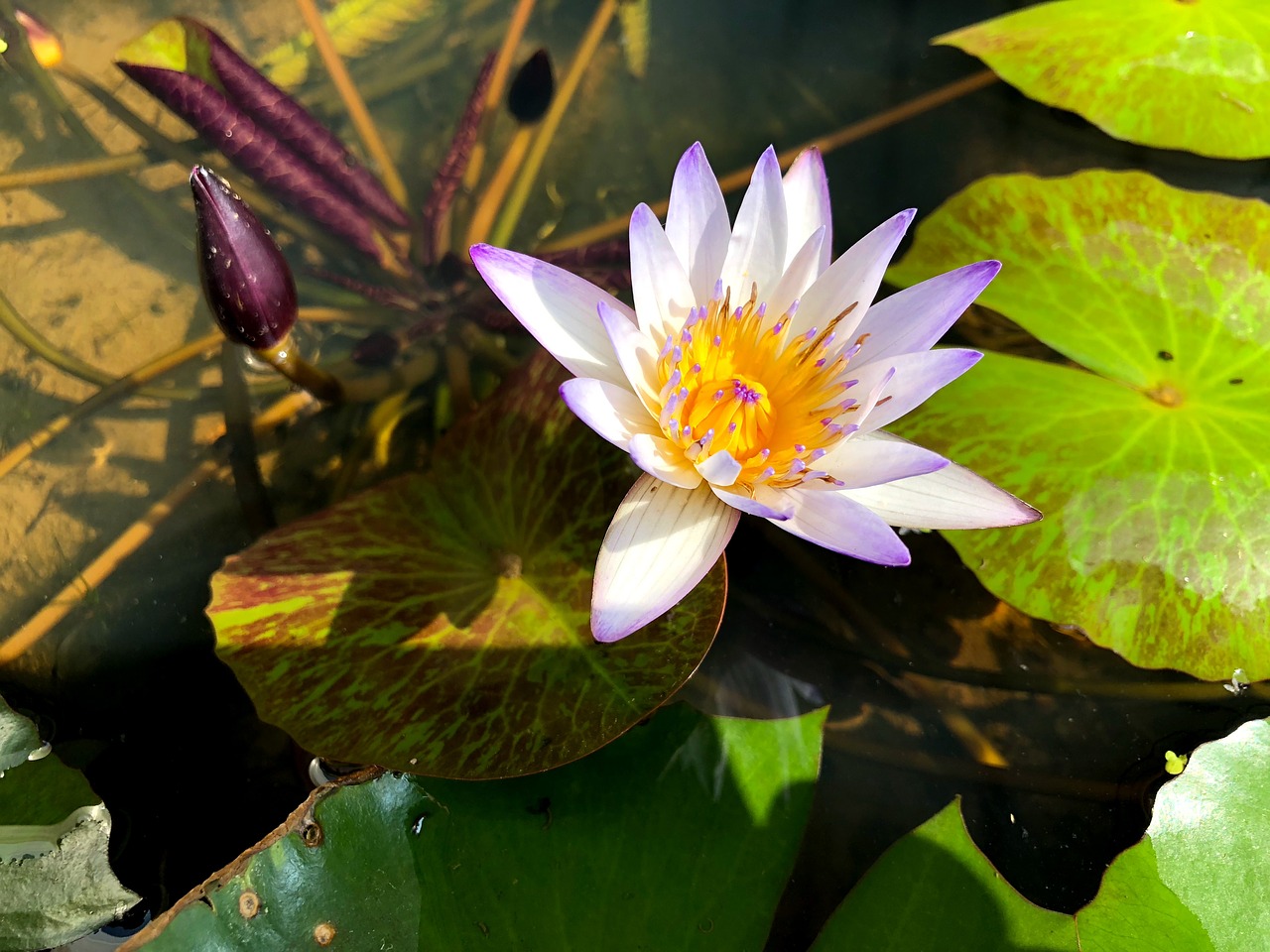 pond plant leaf free photo