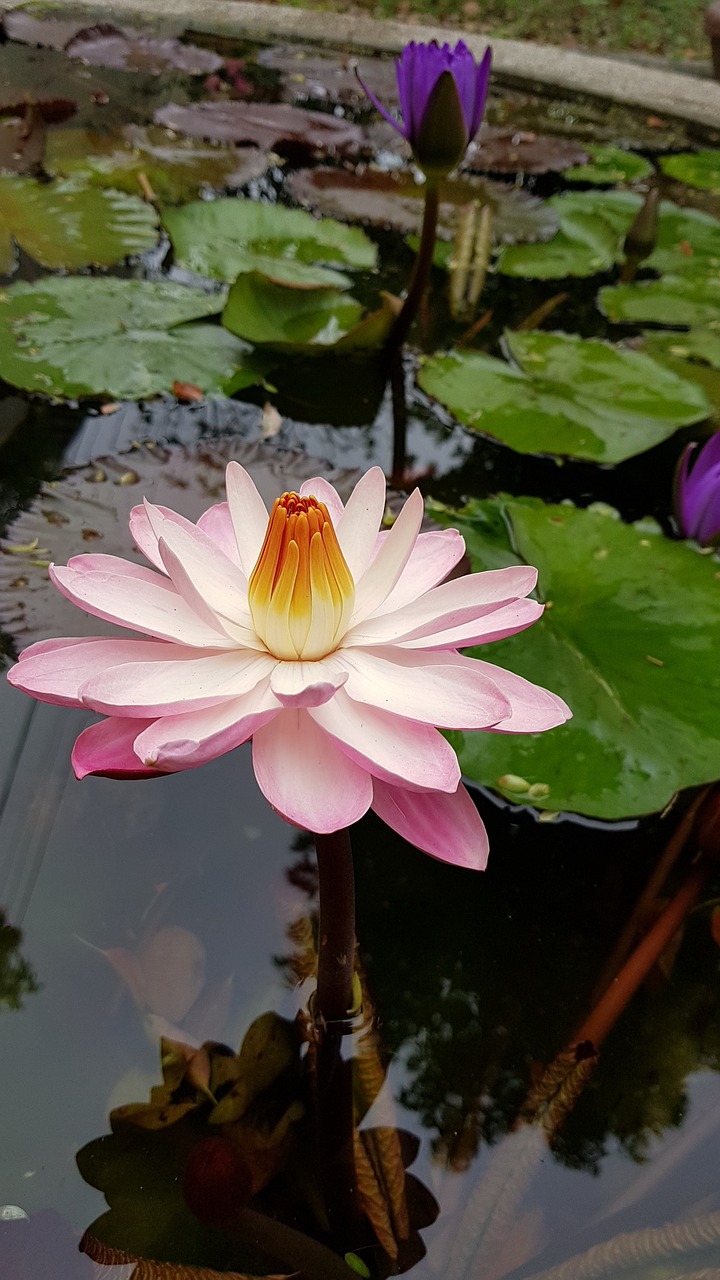 pond  lotus  plant free photo